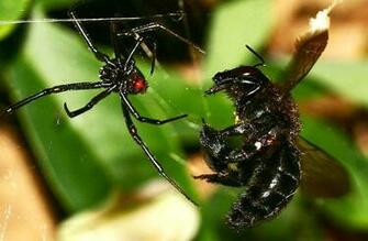 Black Widow Spider Facts Buzzle HD Wallpaper