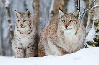 Image Hosting Big Cats Wallpaper Chai3721post Jpg