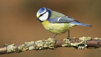 Beautiful Birds Wallpaper Desktop Which Is Under The