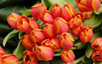 Tulip Flowers Arrangement Wallpaper HD