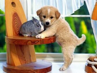 All Wallpaper Funny Dogs
