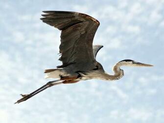Great Blue Heron In Flight Desktop Wallpaper