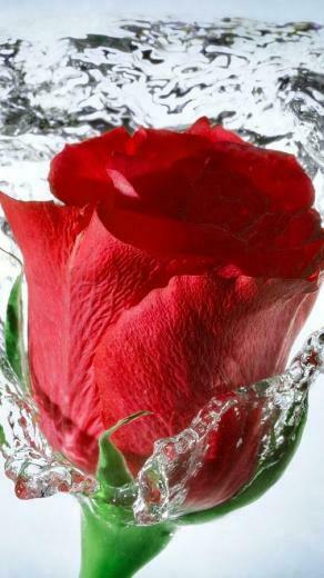 Red Rose Live Wallpaper Android Apps On Google Play