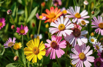 Nature Flower Wallpaper
