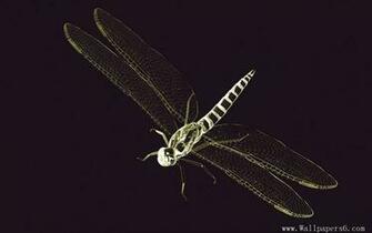 Wallpaper X Ray World Dragonfly