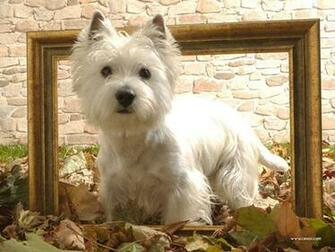 Westie Wallpaper