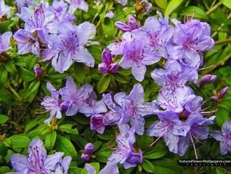 Rhododendron Desktop Wallpaper Resolution