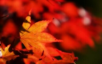 Fall Wallpaper