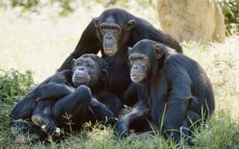 Diary Of A Primatologist January