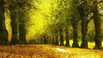 Arboles Forest Naturaleza Nature River Background Amazing