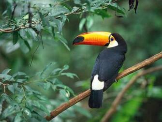 Toco Toucan Wild Birds Wallpaper