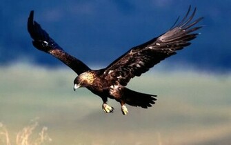 Eagle Flying Wallpaper