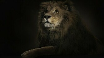 Description Lion Wallpaper HD Is A Hi Res For Pc Desktops