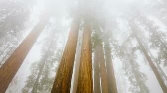 Foggy Sequoias Sequoia National Park California Wallpaper