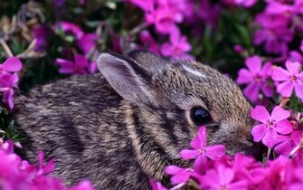 Mooie Kleurrijke Konijnen Achtergrond Met Een Konijn Tussen De Roze