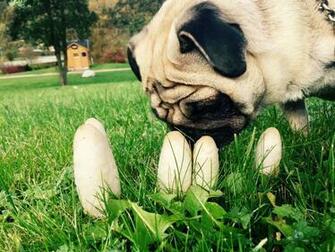 Brown And Black Pug Image