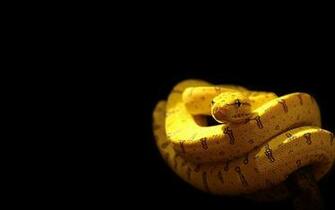 Yellow Snake Wallpaper Px HDwallsource