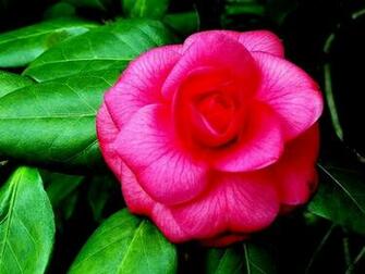 Camellia Alabama State Flower Perfectly Pink Wallpaper