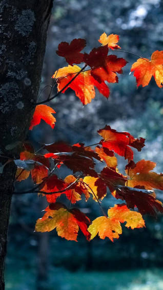 Fall iPhone Xs Wallpaper Best Autumn Background November