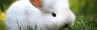 White Rabbit Wallpaper