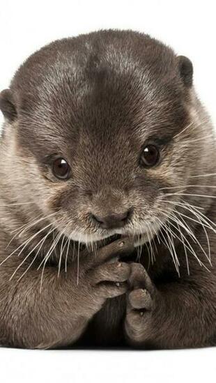 Wallpaper Otter Animal Wool Fur Beautiful