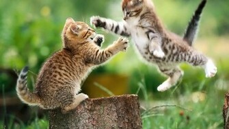 Wallpaper Kittens At Play Desktop High Quality