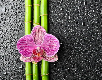 Beautiful Orchids Wallpaper