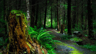 Best Forest Wallpaper