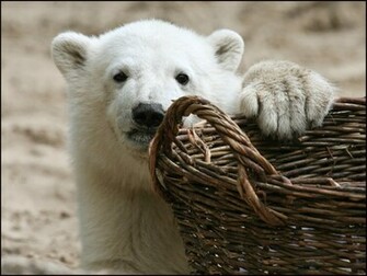 Polar Bears Wallpaperthe Today Stuff