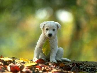 Animals Wallpaper Desktop Cool