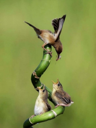 Mother Bird Picture Wallpaper