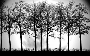 Tree Black And White Wallpaper HD Ks6 Silhouette