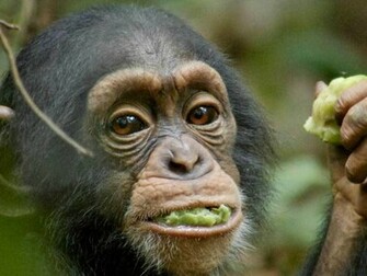 Chimpanzee Wallpaper Pictures