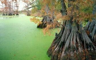 Wallpaper Bog Trees Ooze Autumn Roots