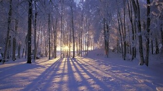 Snow Trees Wallpaper Forest