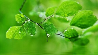 Wallpaper HD Green Leaves Water Droplets Ripple Picture Drop