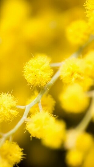 Hazy Yellow Flowers iPhone Wallpaper HD