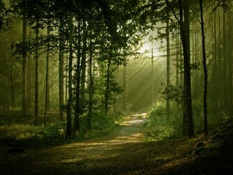 Enchanted Forest Desktop Wallpaper HD Background Of Your