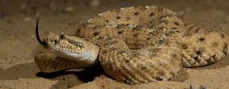 Sidewinder Animals HD Wallpaper And Photos Vivowallpapar