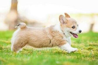 Corgi Wallpaper Android Apps On Google Play