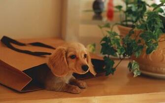 Pics Photos Jun Middle Cute Dachshund Desktop Wallpaper