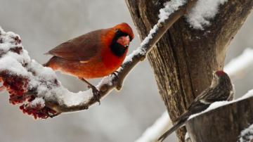 Birds Snow Winter Wallpaper HD Desktop And Mobile Background