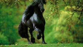 Most Beautiful Horse Wallpaper At Wallpaperbro