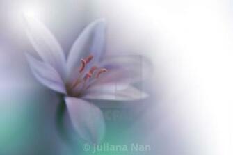 Beautiful Green Nature Background Macro Shot Of Amazing Spring