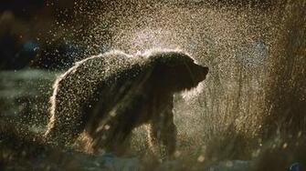 Wallpaper Wet Bear Alaska X HDtv 1080p Desktop