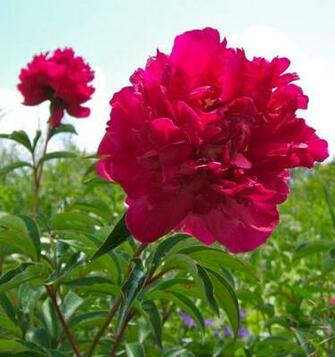 Names Of Flowers And Pictures