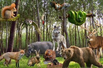 Theme Forest Animals Group Activities See And Talk Juf Milou