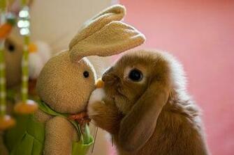 Cute Baby Animal Pics In High Resolution For