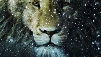 Lion In The Snow Animals Wallpaper