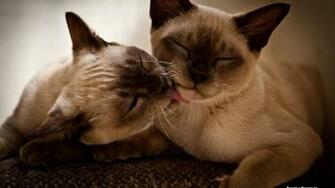 Awesome Two Siamese Cat Wallpaper Wallpaperlepi